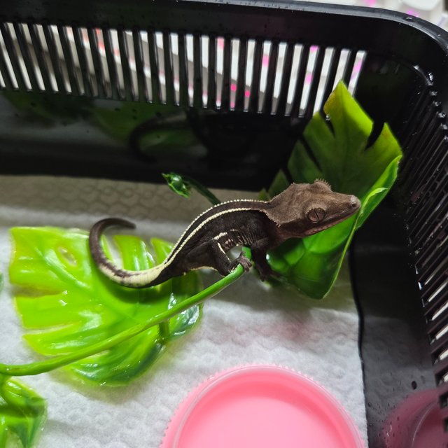 아잔틱 풀핀 화이트포트홀