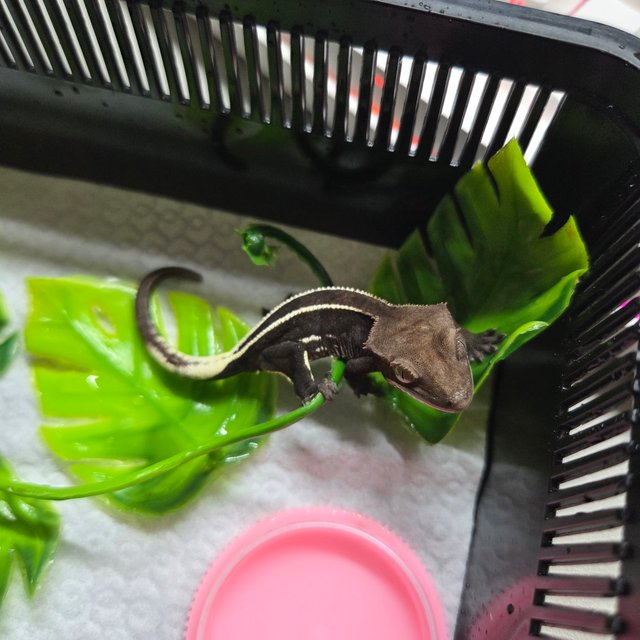 아잔틱 풀핀 화이트포트홀