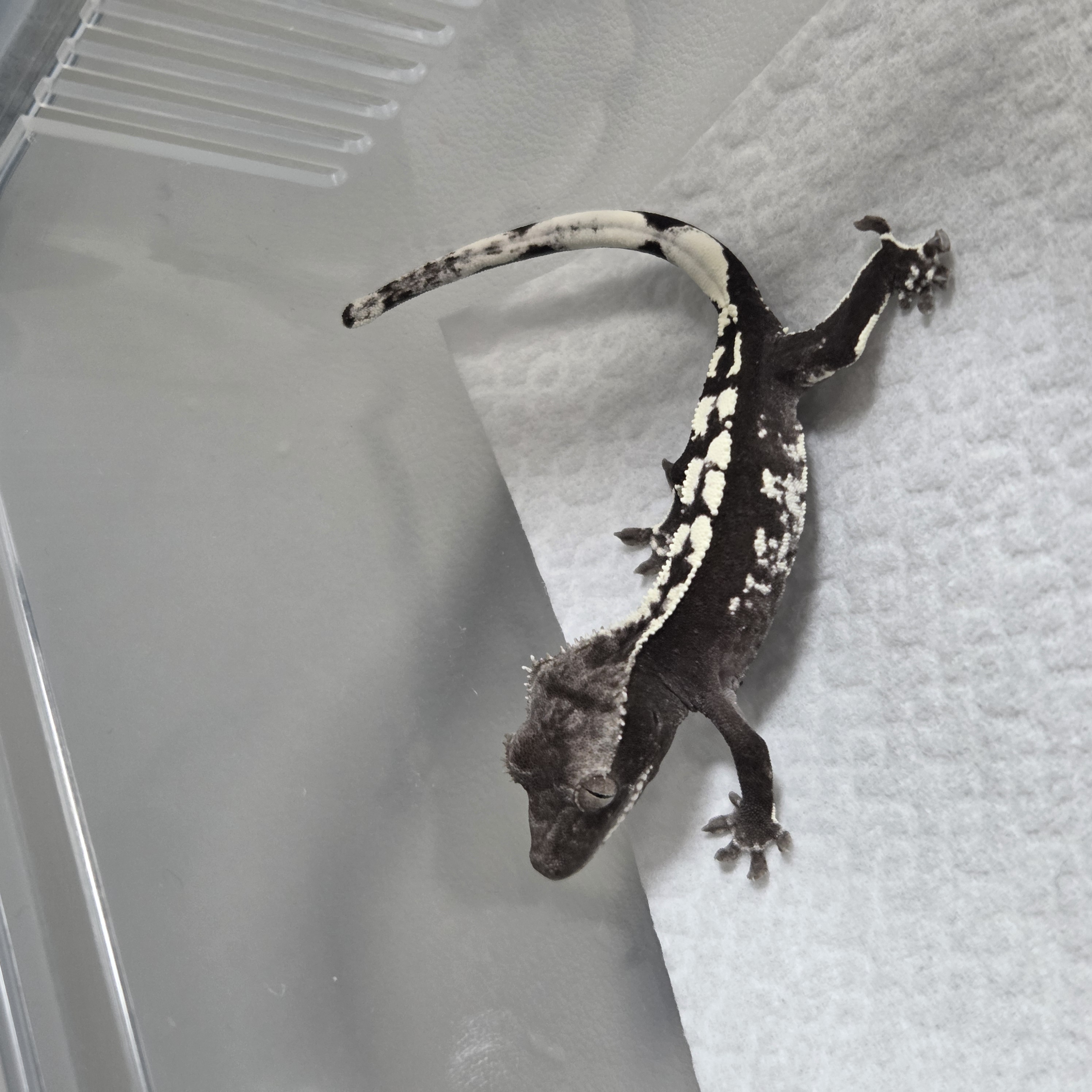 GeckoTime