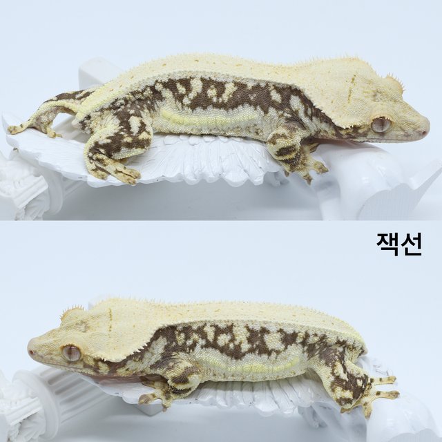 릴리100%헷아잔틱