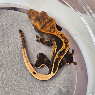 100%헷아잔틱 풀핀 엠티백 다크