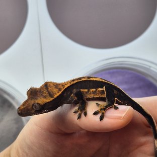 100%헷아잔틱 풀핀 엠티백 다크