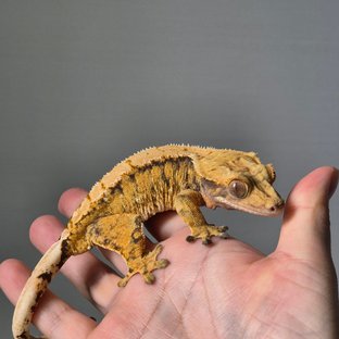 노멀 트라이 익스트림할리퀸