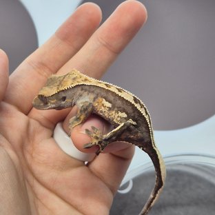 100%헷아잔틱 풀핀