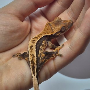 100%헷아잔틱 쿼드 풀핀 다크