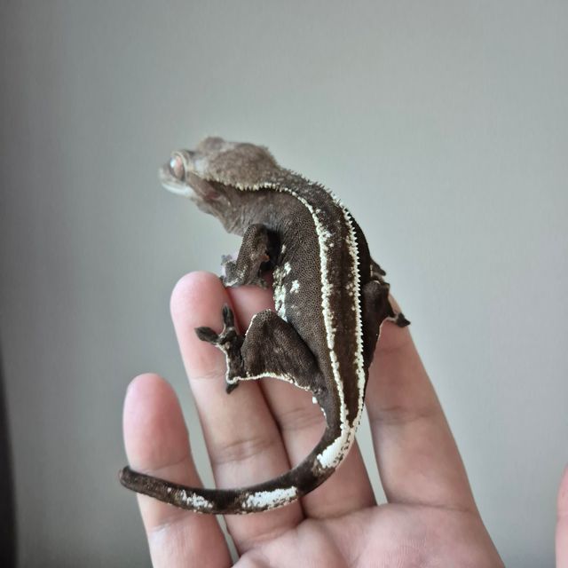 아잔틱