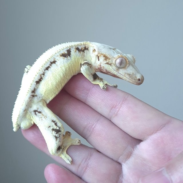 릴리화이트 드리피