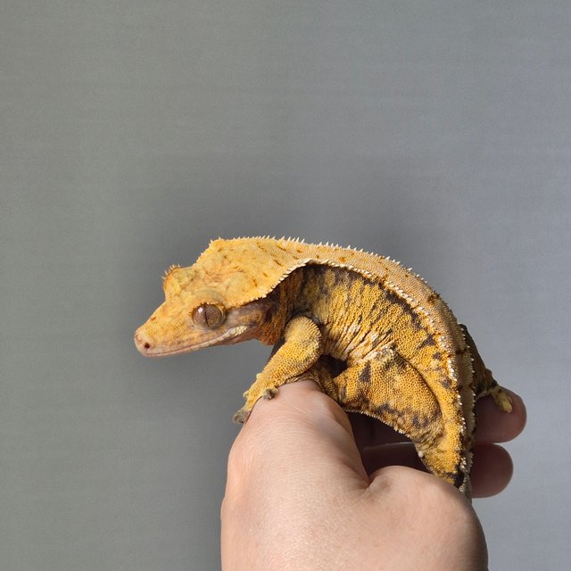 노멀 트라이 드리피