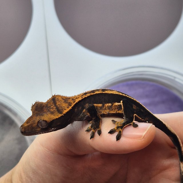 100%헷아잔틱 풀핀 엠티백 다크