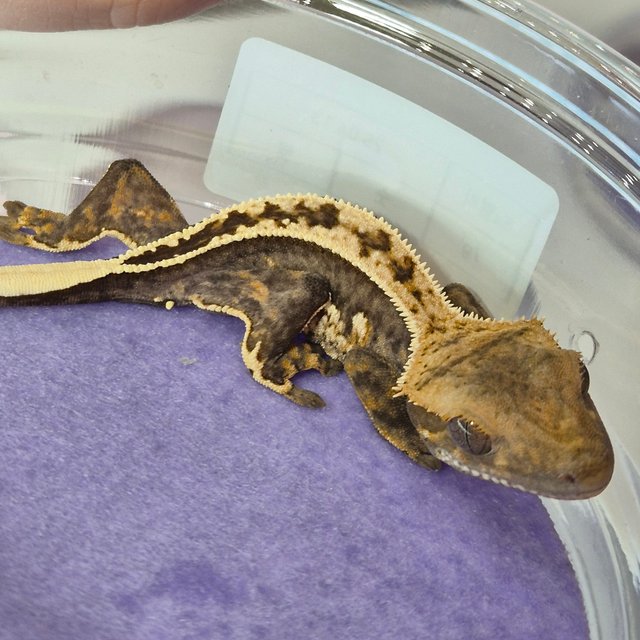 100%헷아잔틱 풀핀