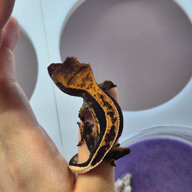 100%헷아잔틱 풀핀 엠티백 다크