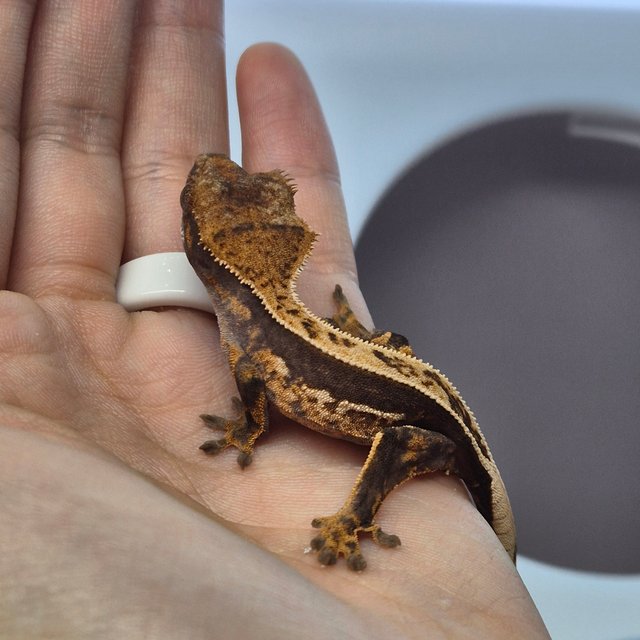 100%헷아잔틱 쿼드 풀핀 다크