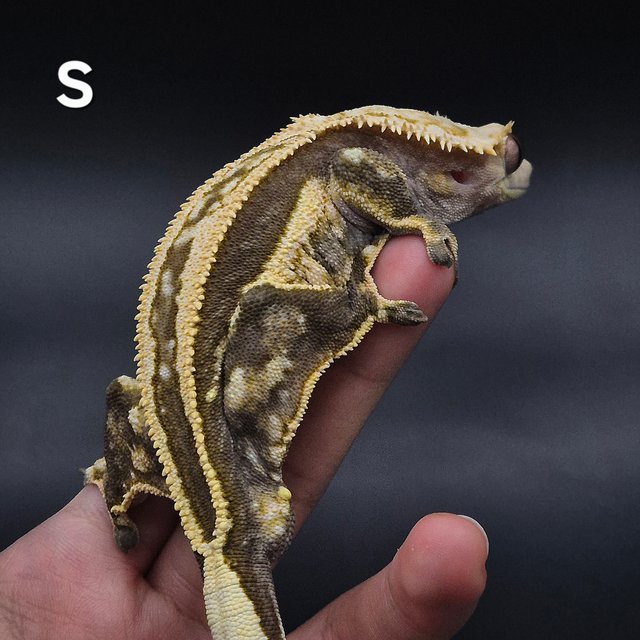 노멀 슈퍼스트라이프 엠티백