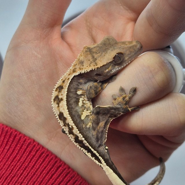 100%헷아잔틱 풀핀