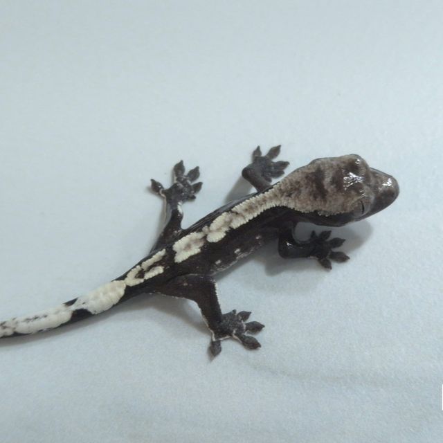 아잔틱