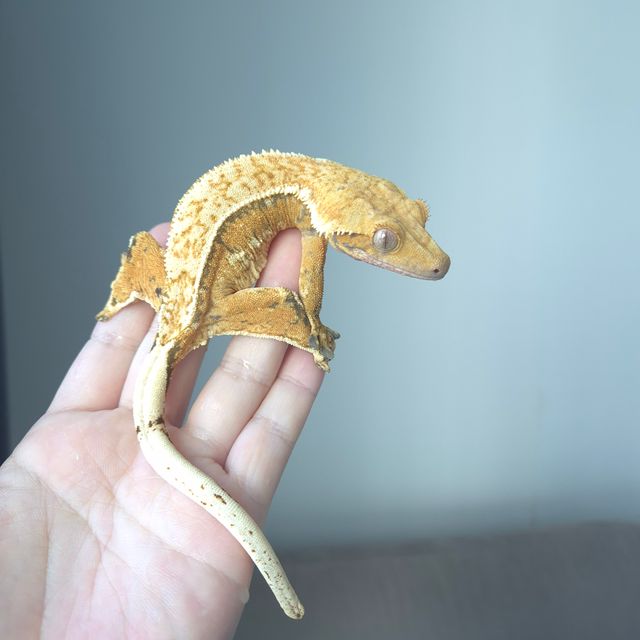 노멀 트라이 핀스트라이프