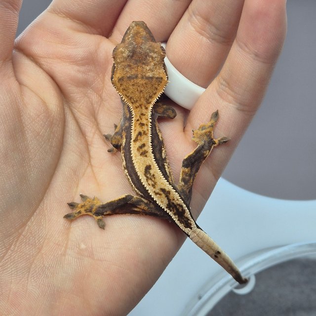 100%헷아잔틱 쿼드 풀핀 다크