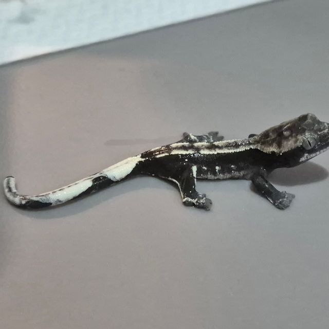 아잔틱