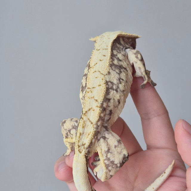 노멀 드리피 화이트스팟