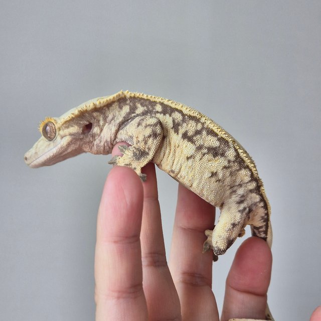 노멀 드리피 화이트스팟