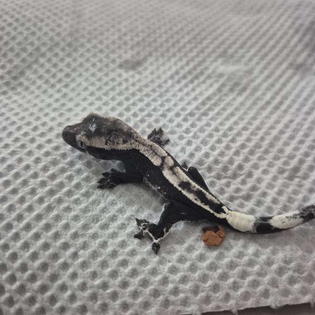아잔틱