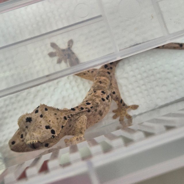 노멀 슈퍼달마시안