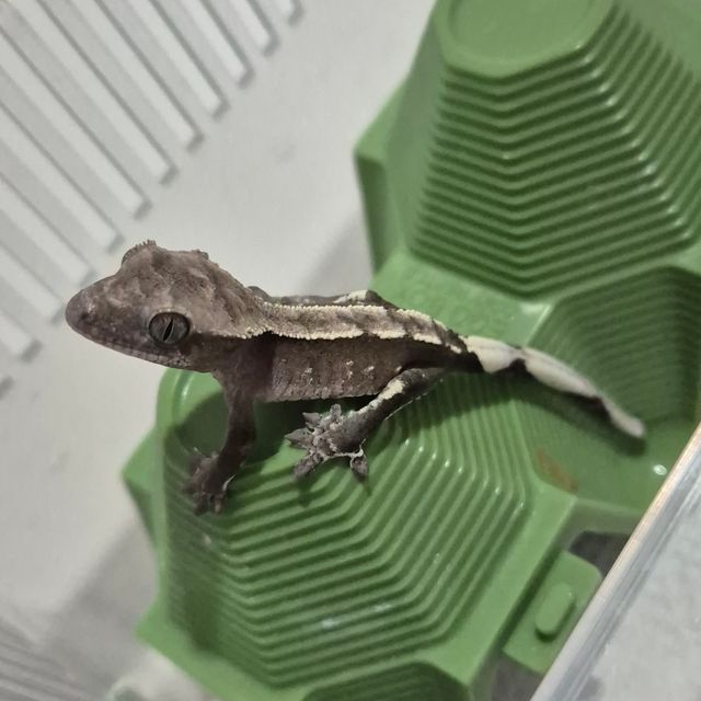 아잔틱