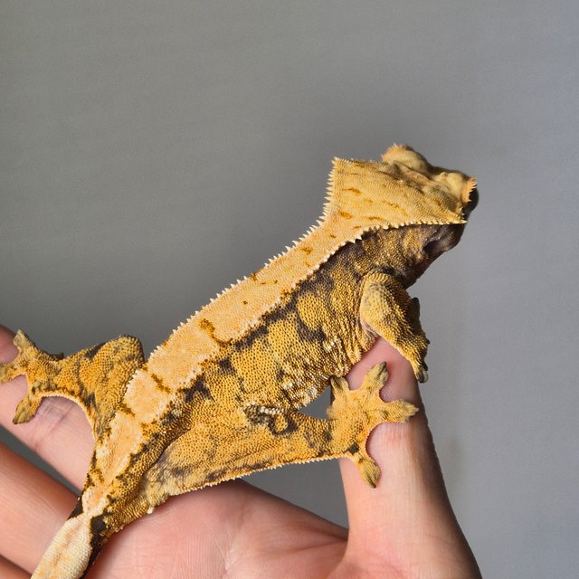 노멀 트라이 드리피