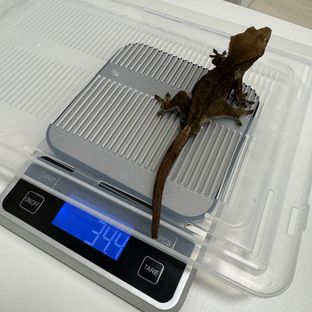 노멀 챠콜