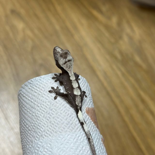 아잔틱
