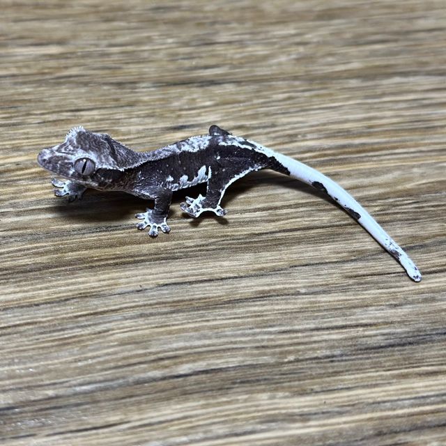 릴잔틱