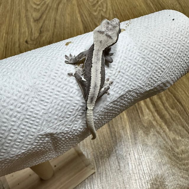 릴잔틱
