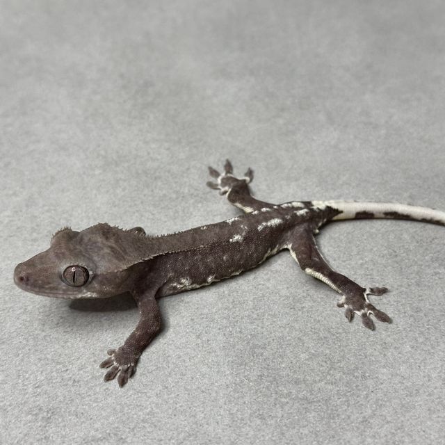 릴잔틱