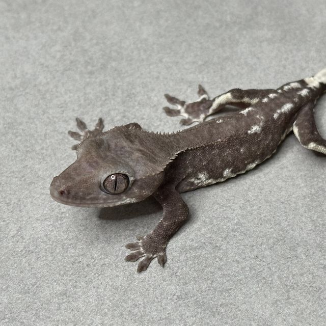 릴잔틱