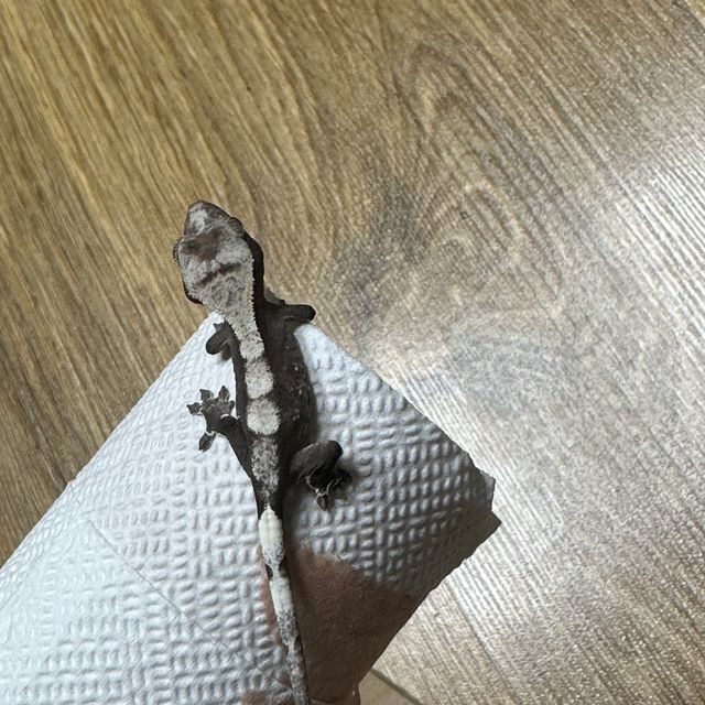 아잔틱