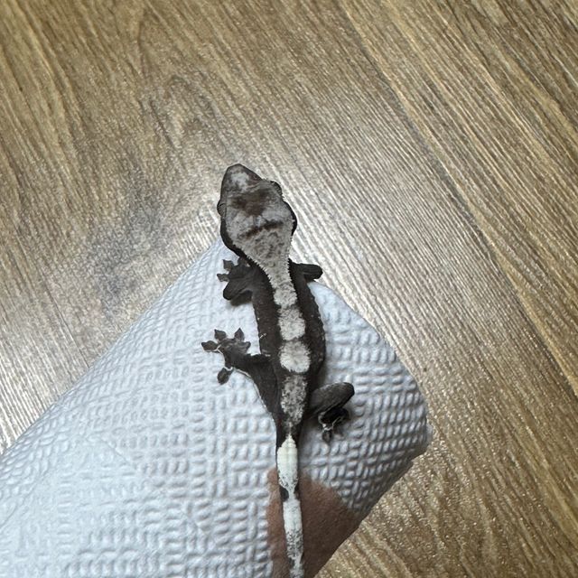 아잔틱