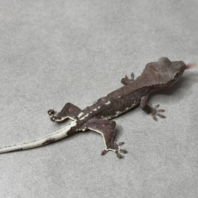 릴잔틱