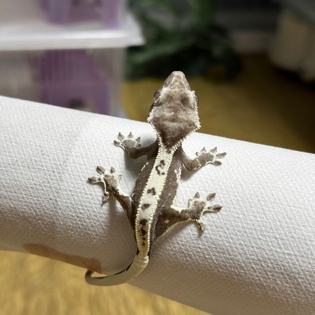 릴잔틱