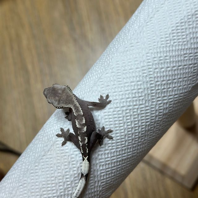 아잔틱
