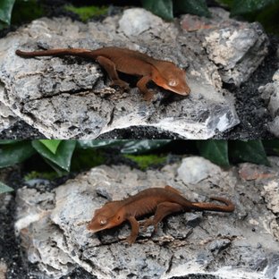 블랙 레드 팬텀 100%헷아잔틱 (모)