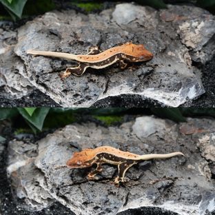 릴리100%헷아잔틱 (부)