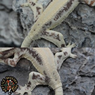 화이트 슈퍼스트라이프 릴리 세이블