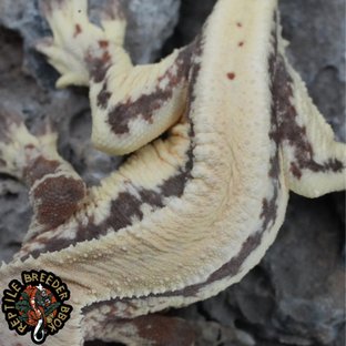 슈퍼스트라이프 릴리 세이블