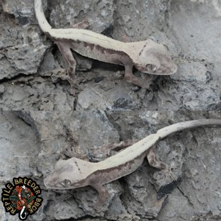 슈퍼세이블 릴리