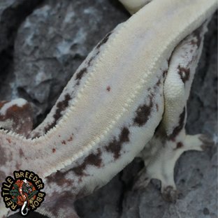 화이트 슈퍼스트라이프 릴리 세이블