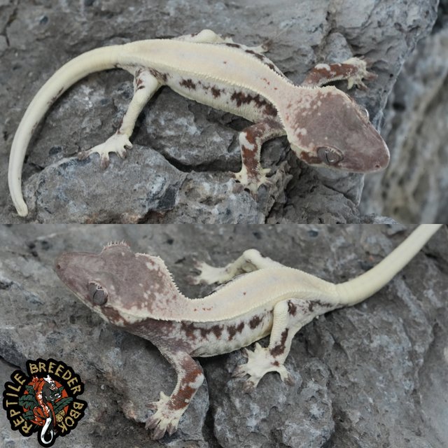 화이트 슈퍼스트라이프 릴리 세이블