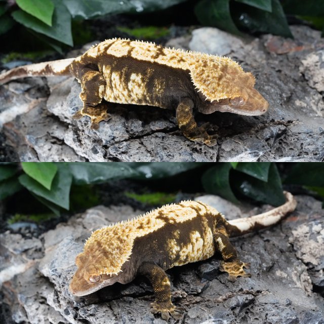 익스트림할리퀸 100%헷아잔틱