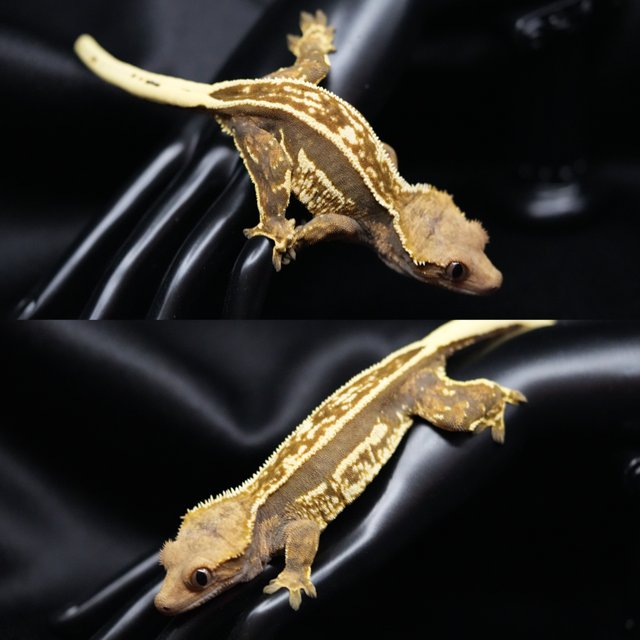 블랙 쿼드 풀핀 슈퍼스트라이프