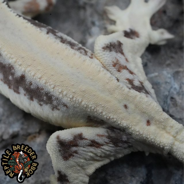 화이트 슈퍼스트라이프 릴리 세이블