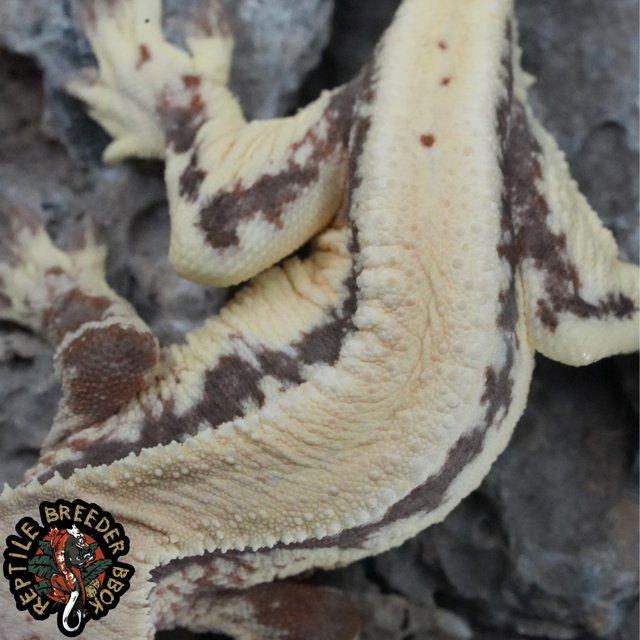 슈퍼스트라이프 릴리 세이블